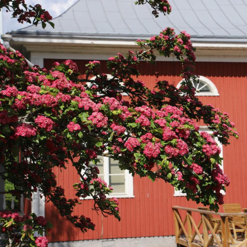 Ruusuorapihlaja vanhan seurakuntatalon pihalla