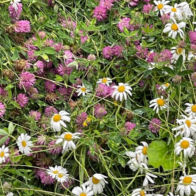 Päivänkakkaroita ja puna-apilaa.