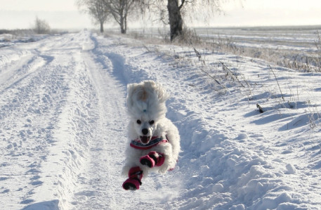 Valkoinen koira juoksee lumisella tiellä.