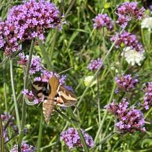 kiitäjä kukkapellossa
