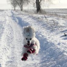 Valkoinen koira juoksee lumisella tiellä.